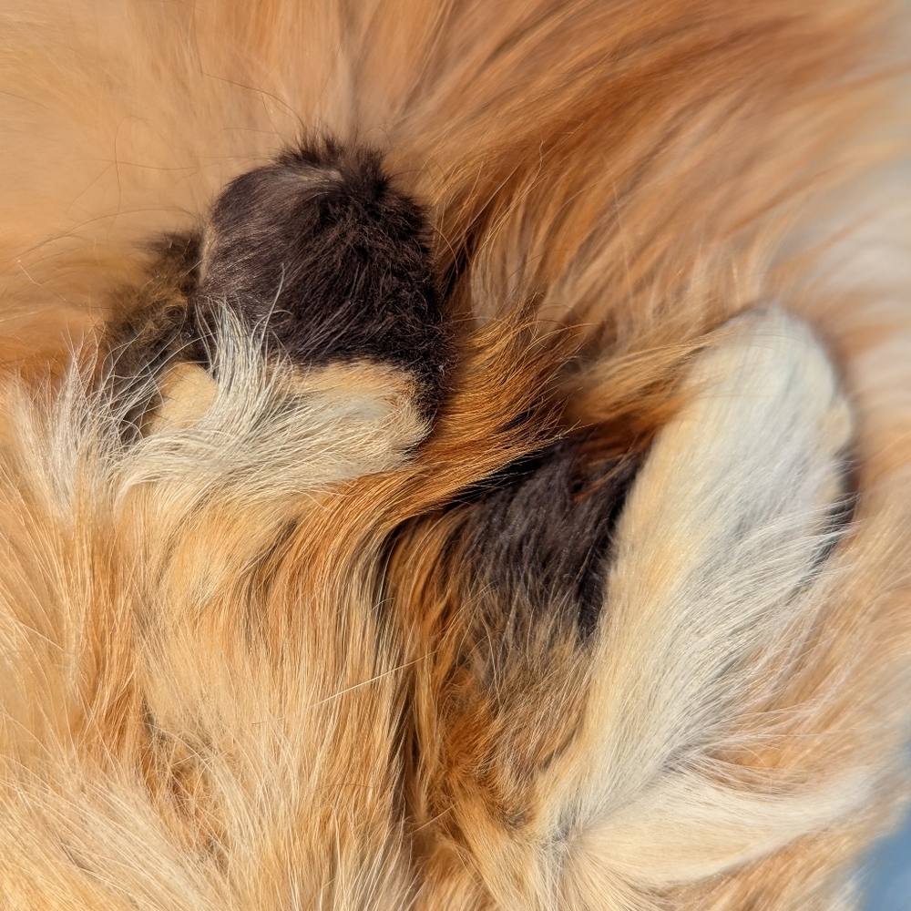 Red Fox Fur Pelt - Tanned Taxidermy, Oddities, Man Cave, Hunting Cabin Decor - Picture 5 of 14
